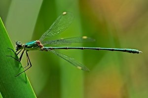 jungfer-blau3_1kopie.jpg jungfer-blau3_1kopie.jpg