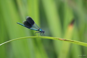 comp_IMG_2271_1.jpg comp_IMG_2271_1.jpg