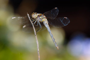 Sample 19.jpg Sample 19.jpg