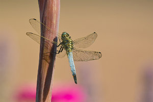 SDIM8598.jpg SDIM8598.jpg