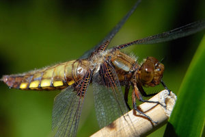 Sample 29.JPG Sample 29.JPG