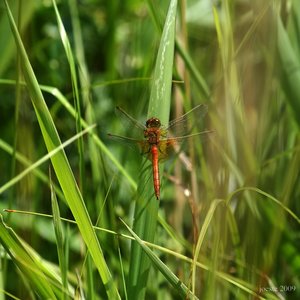 comp_IMG_2768.jpg comp_IMG_2768.jpg