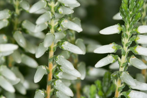 SDIM5128_1-1 Kopie.jpg