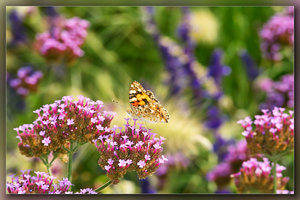 SDIM5359_1-1_hf Kopie Kopie.jpg