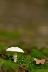 weisse knolle.jpg weisse knolle.jpg