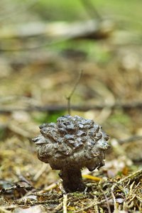 SDIM8230.jpg SDIM8230.jpg