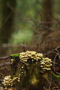 SDIM8239.jpg SDIM8239.jpg