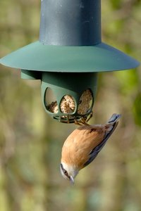 kleiber-crop_DSC0878.jpg kleiber-crop_DSC0878.jpg