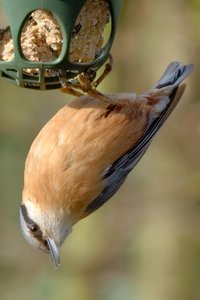 kleiber-crop-1_DSC0878.jpg kleiber-crop-1_DSC0878.jpg