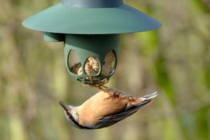 kleiber-crop_DSC0879.jpg kleiber-crop_DSC0879.jpg