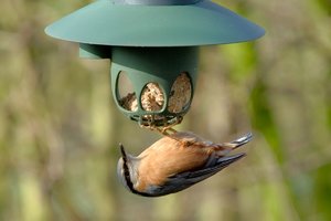 kleiber-crop_DSC0877.jpg kleiber-crop_DSC0877.jpg