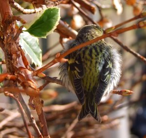 DSCF1828.JPG DSCF1828.JPG