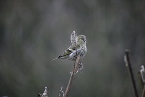 sample 19.JPG sample 19.JPG