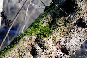 comp__D708296.jpg comp__D708296.jpg