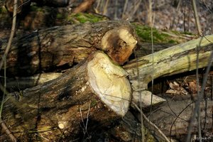 comp__D708312_01.jpg comp__D708312_01.jpg