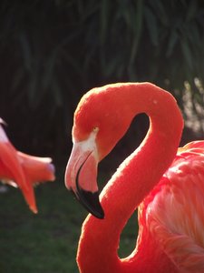 flamingo2.JPG