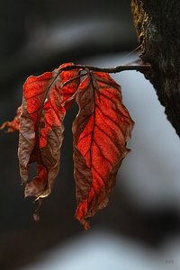 22 02 2011 SDIM1172 Sigma Macro 105(c) PPf.jpg