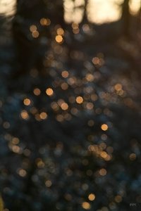 22 02 2011 SDIM1195(c) PPf.jpg