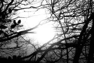 22 02 2011 SDIM1205sw(c) PPf.jpg