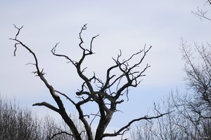 comp__RAW0117.jpg comp__RAW0117.jpg