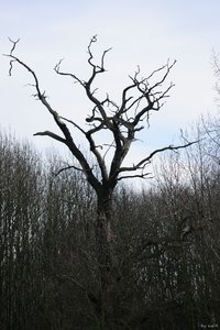 comp__RAW0122.jpg comp__RAW0122.jpg