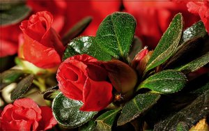 rectangle_New-Out99999-Do Stack[1,0,1].jpg