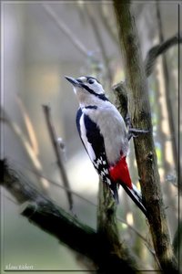 sample 21.jpg sample 21.jpg