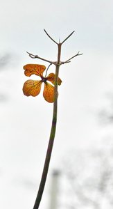 comp_a semmi ágán 1 v.jpg