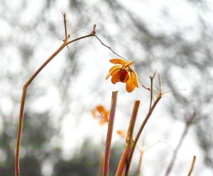 comp_a semmi ágán 2 v.jpg