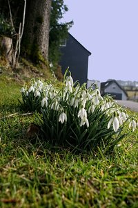 Schneeglöckchen 2010 IMG_0281 psfin(c) PPf.jpg Schneeglöckchen 2010 IMG_0281 psfin(c) PPf.jpg