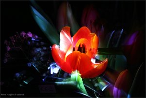 comp_IMG_9322 - Kopie.jpg