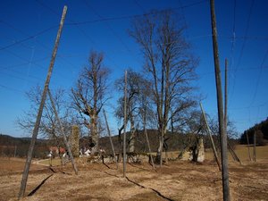 Arzlohe - Kapellenruine Zum heiligen Baum 06.jpg