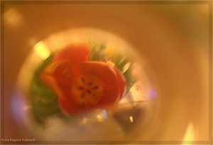 comp_IMG_9510.jpg comp_IMG_9510.jpg