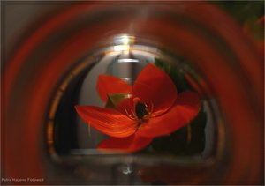 comp_IMG_9529.jpg comp_IMG_9529.jpg