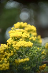 rokkorDSC00215.jpg rokkorDSC00215.jpg