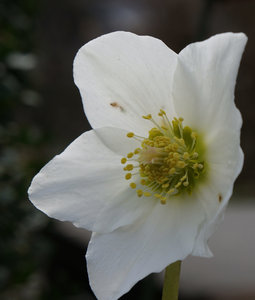 Christrose-b.jpg Christrose-b.jpg