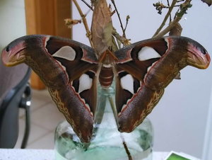 Falter_020.JPG Falter_020.JPG