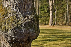 Chiemsee 49.jpg Chiemsee 49.jpg