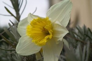 blume2.jpg blume2.jpg