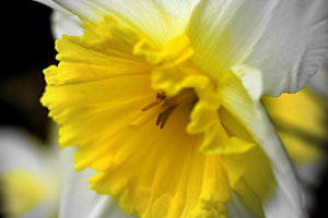 blume3.jpg blume3.jpg