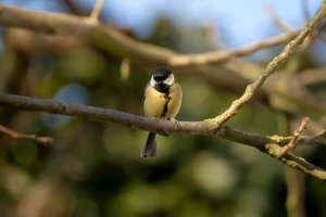 meise_DSC1148.jpg meise_DSC1148.jpg