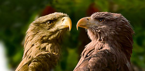 Vergleich.jpg Vergleich.jpg