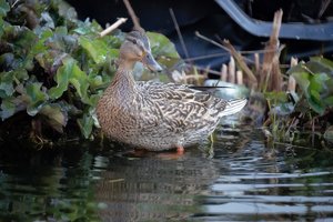 ente_DSC1165.jpg