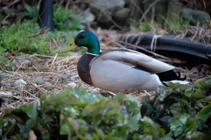 ente_DSC1166.jpg