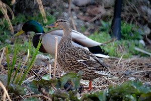 ente_DSC1170.jpg