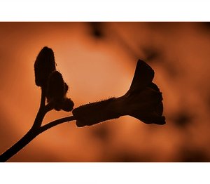 aubrieta_ii_by_fr31g31st-d3clrf0_1.jpg aubrieta_ii_by_fr31g31st-d3clrf0_1.jpg