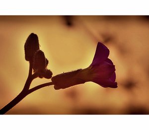 aubrieta_ii_by_fr31g31st-d3clrf0_2.jpg aubrieta_ii_by_fr31g31st-d3clrf0_2.jpg