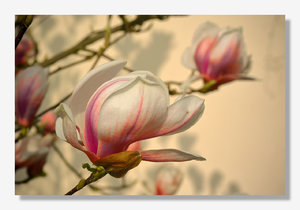 magnolie.jpg
