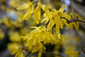 gingster.jpg gingster.jpg