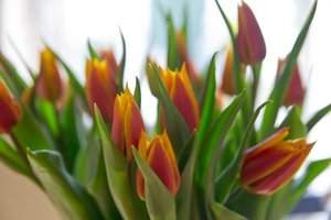 Tulben.jpg Tulben.jpg